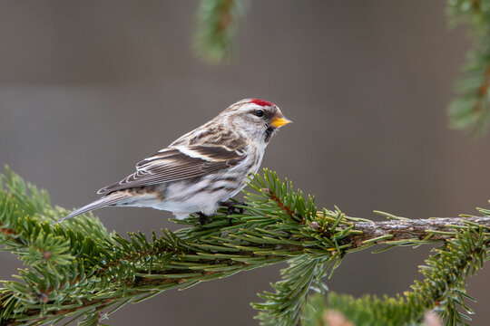 The Mealy redpoll bird in the spruce forest in winter on the snow