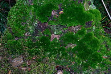 Mosses and lichens in the autumn forest.