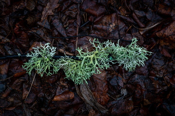 Mosses and lichens in the autumn forest.