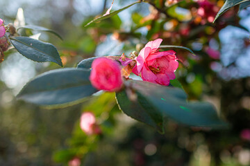 bush with pink flowers at suny day