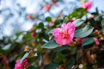 bush with pink flowers at suny day