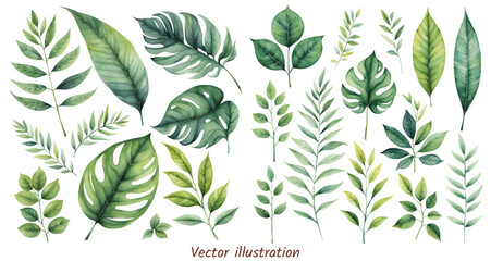 Fototapeta na wymiar Exotic plants, palm leaves, monstera leaf on white background, watercolor vector illustration. Wedding frame elements collection. Elegant foliage design for wedding, card, invitation, greeting 