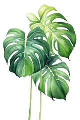 Dark green leaves of monstera or split-leaf philodendron (Monstera deliciosa)