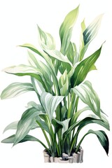 Obraz na płótnie Canvas Green stems and leaves of the houseplant Aspidistra elatior. Vertical orientation, close-up, bottom view.