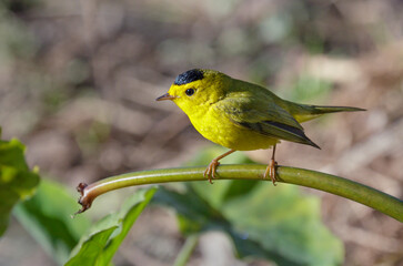 Wilson's warbler (Cardellina pusilla) male, Fort Bend County, Texas, USA.