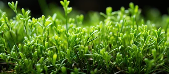 Crédence de cuisine en verre imprimé Herbe green grass background in spring