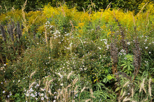 motley grass, autumn flowers, blooming fall