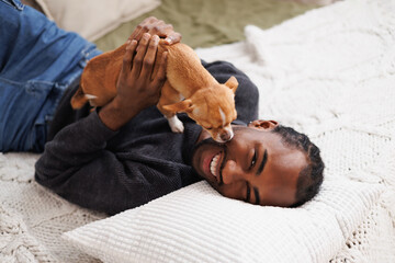 Smiling young african american man looking at camera and playing with chihuahua dog on bed