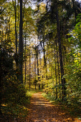 Path through an autumn park on a sunny day, natural landscape.