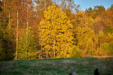 Beautiful colorful autumn landscape in Skaraborg Sweden