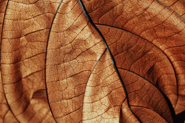 Autumnal Dry Leaf Texture background. Macro photo of leaf show intricate brown texture, withered natural foliage at sunlight, dark shadows. Veins pattern in warm autumn hues, low depth of field