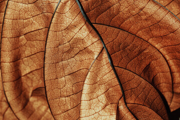 Autumnal Dry Leaf Texture background. Macro photo of leaf show intricate brown texture, withered...