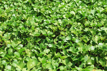 Fototapeta na wymiar Lush Green Beach Morning Glory. Dense coverage of green grass leaves at sunlight. Top view small leaf in nature. Natural vegetation, minimal aesthetic nature concept, summer plants outdoor
