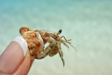 Crab in a shell in hand