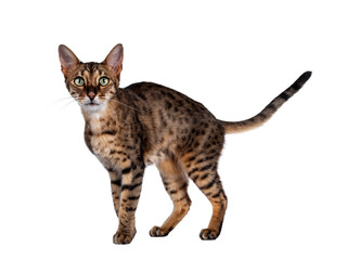 Fototapeta premium Cute F6 Savannah cat standing / walking side ways. Looking at camera with green eyes and tail fierce in air. Isolated cutout on transparent background.