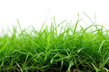 Obraz premium Grass carpet closeup on white background
