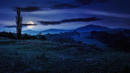 wild savory on a meadow in Carpathian mountains at night. wonderful carpathian countryside scenery in full moon light