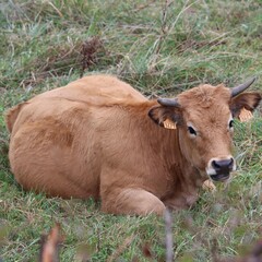 cow in the meadow