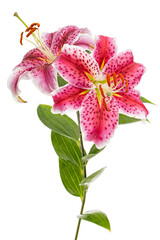 Big crimson flower of oriental lily, isolated on white background