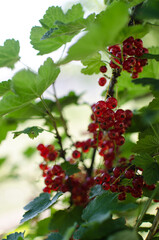 Ripe and juicy currant berries in summer for fresh juice