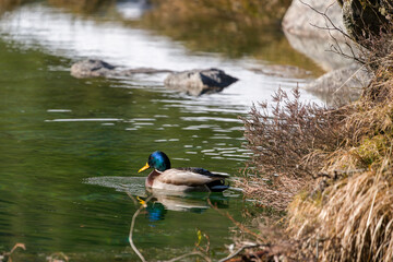 out in nature - a swimming mallard duck male in a mountain lake at a sunny winter day