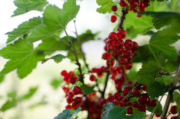 Ripe and juicy currant berries in summer for fresh juice