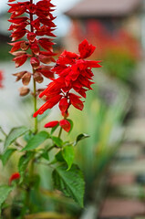 Salvia is a wonderful red flower for decorating flower beds and gazebos