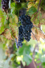 grapes for healthy eating can be grown