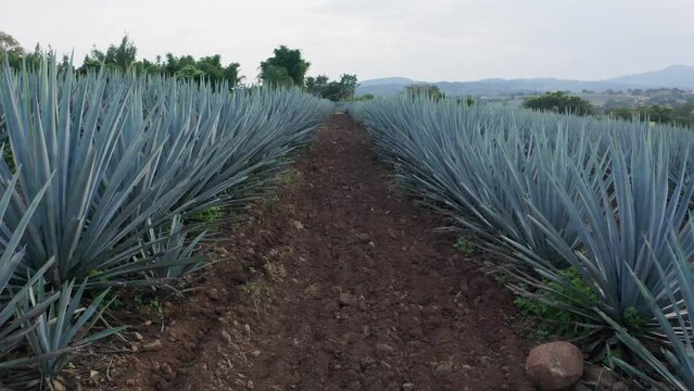 Agave field in Tequila, Mexico, Mexican agave cultivation, Droning through agave fields, Tequila agave harvest
