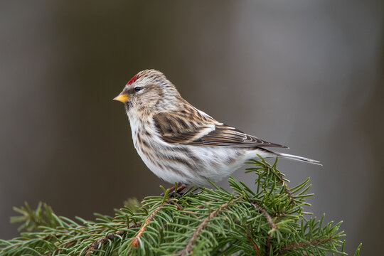 The Mealy redpoll bird in the spruce forest in winter on the snow