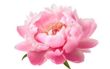 Peony Blossom in Close Proximity Isolated on Transparent Background PNG.