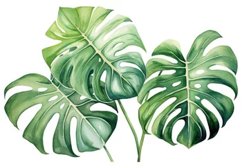 Poster Monstera Dark green leaves of monstera or split-leaf philodendron (Monstera deliciosa)