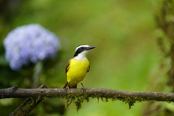 Great Kiskadee (Pitangus sulphuratus) Tyrannidae family. Costa Rica.