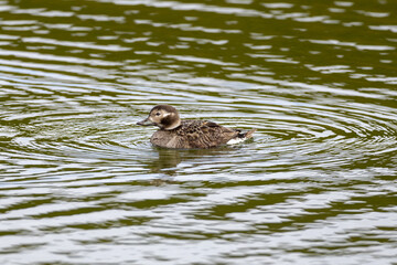 Juvenile long-tailed duck in the water