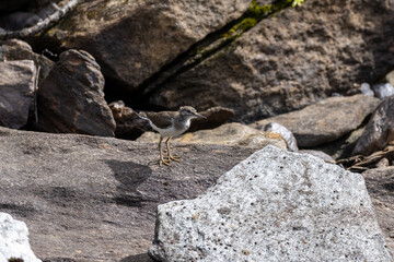 Common sandpiper on a rock