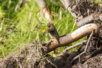 tree pipit washing feathers