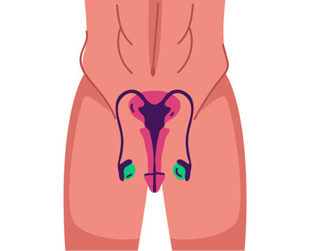 Male reproductive system. Vector flat graphic design cartoon illustration
