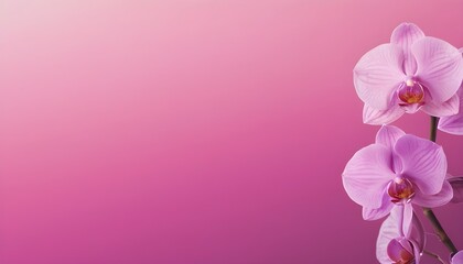 Pink and Soft Orchid Gradient Background
