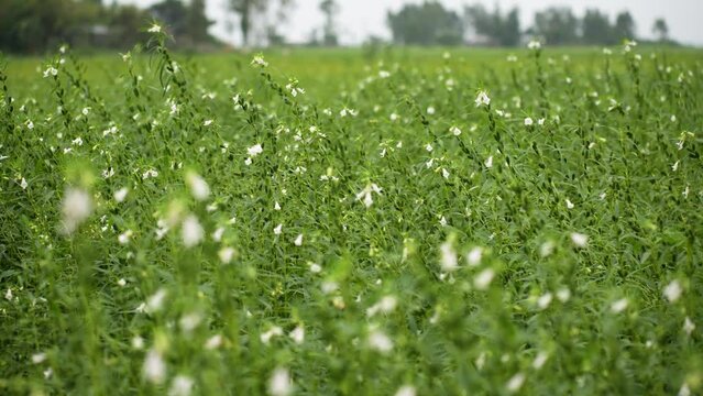Sesame plants with flowers in a field. Delicate plants sway gracefully in the gentle breeze, their vibrant flowers adding a touch of beauty to the tranquil landscape of nature's garden