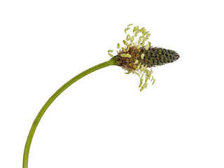 Side view of single Lam's tongue aka Plantago lanceolata. Isolated cutout on a transparent background. © Nynke