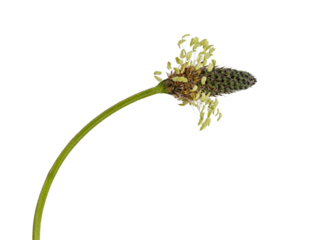 Side view of single Lam's tongue aka Plantago lanceolata. Isolated cutout on a transparent background.