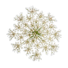 Top view of Queen Anne's Lace aka Daucus carota umbel flower. isolated cutout on a transparent background. - obrazy, fototapety, plakaty