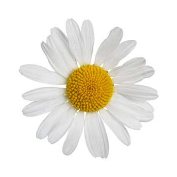 Top view of Oxeye Daisy aka Leucanthemum vulgare. Single flower on stem. Isolated cutout on a transparent background.