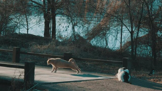 cat