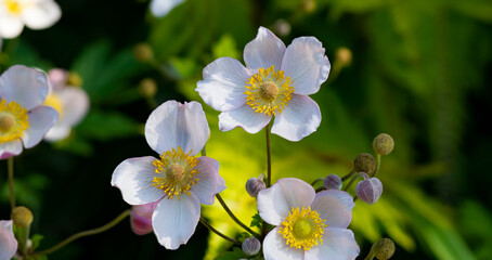 Anemone (Richard Ahrens) . Beautiful spring plant . Botanical photo . Medicinal plants