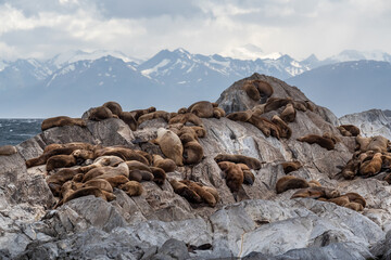 Sea lion colony on the rock in the Beagle Channel, Tierra del Fuego, Southern Argentina