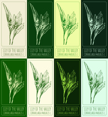 Set of vector drawings of LILY OF THE VALLEY in different colors. Hand drawn illustration. Latin name CONVALLARIA MAJALIS L. - obrazy, fototapety, plakaty