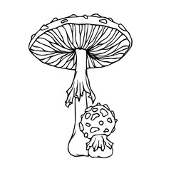 Linear sketch, coloring of the fly agaric mushroom. Vector graphics.