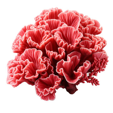 Red corals on a transparent background.