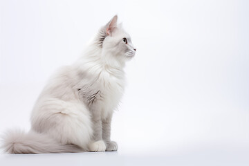 Obraz premium Cat on white background. Pets. Zoo service. Veterinary clinic